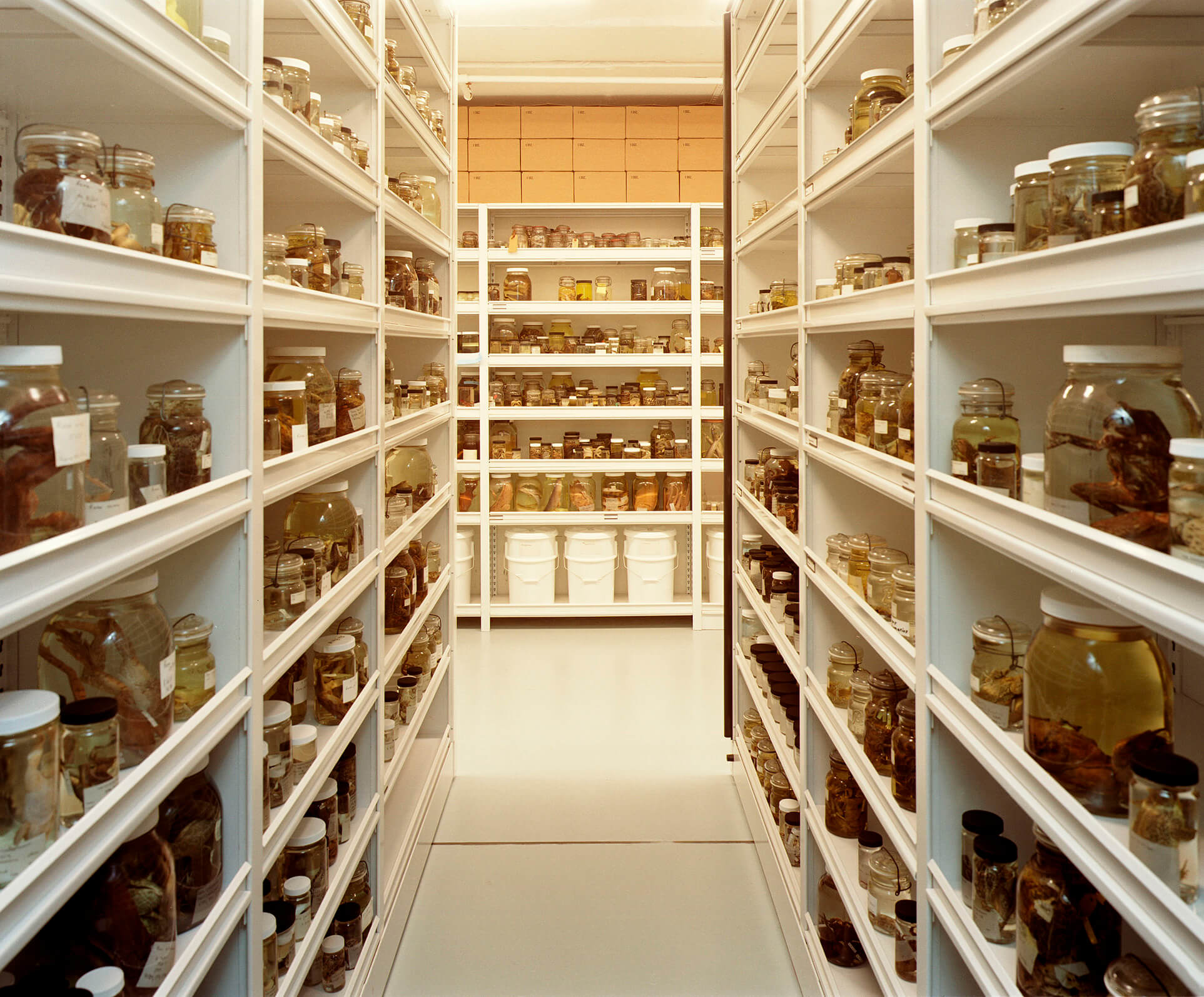 Liquid preserved jar specimens on compact mobile