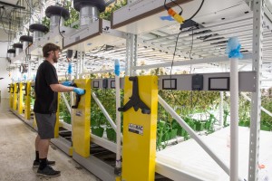 Cannabis Grow Facility in San Francisco