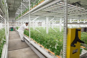 Cannabis Cultivation Grow Facility utilizing ActivRAC Mobile System