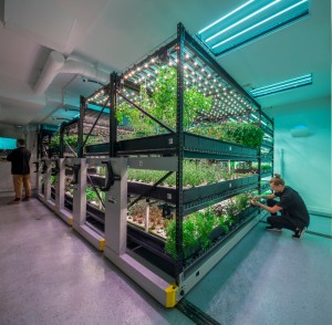 hydroponic grow facility for vegetables